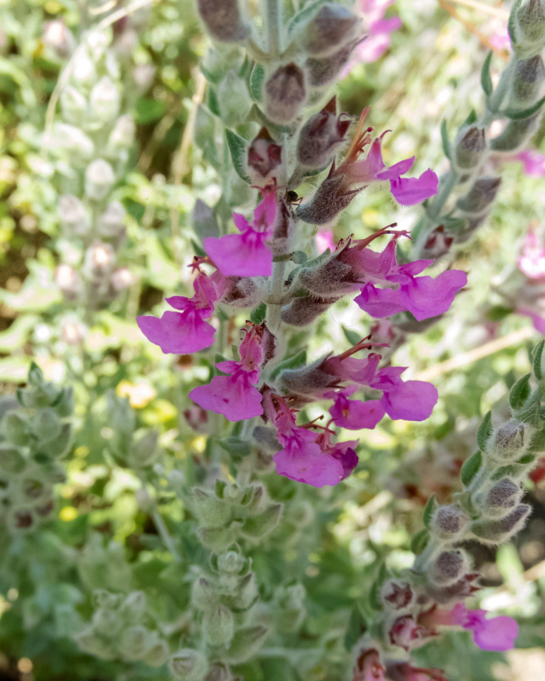 Teucrium × lucidrys