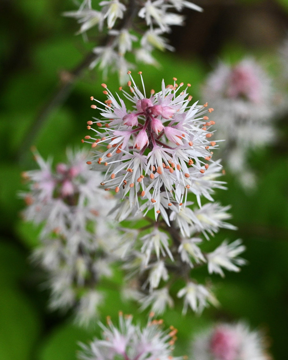 Tiarella Spring Symphony (PBR)