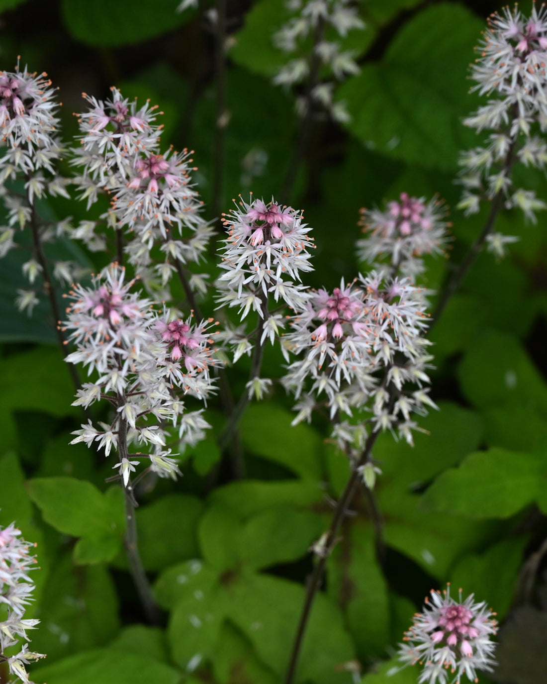 Tiarella Spring Symphony (PBR)