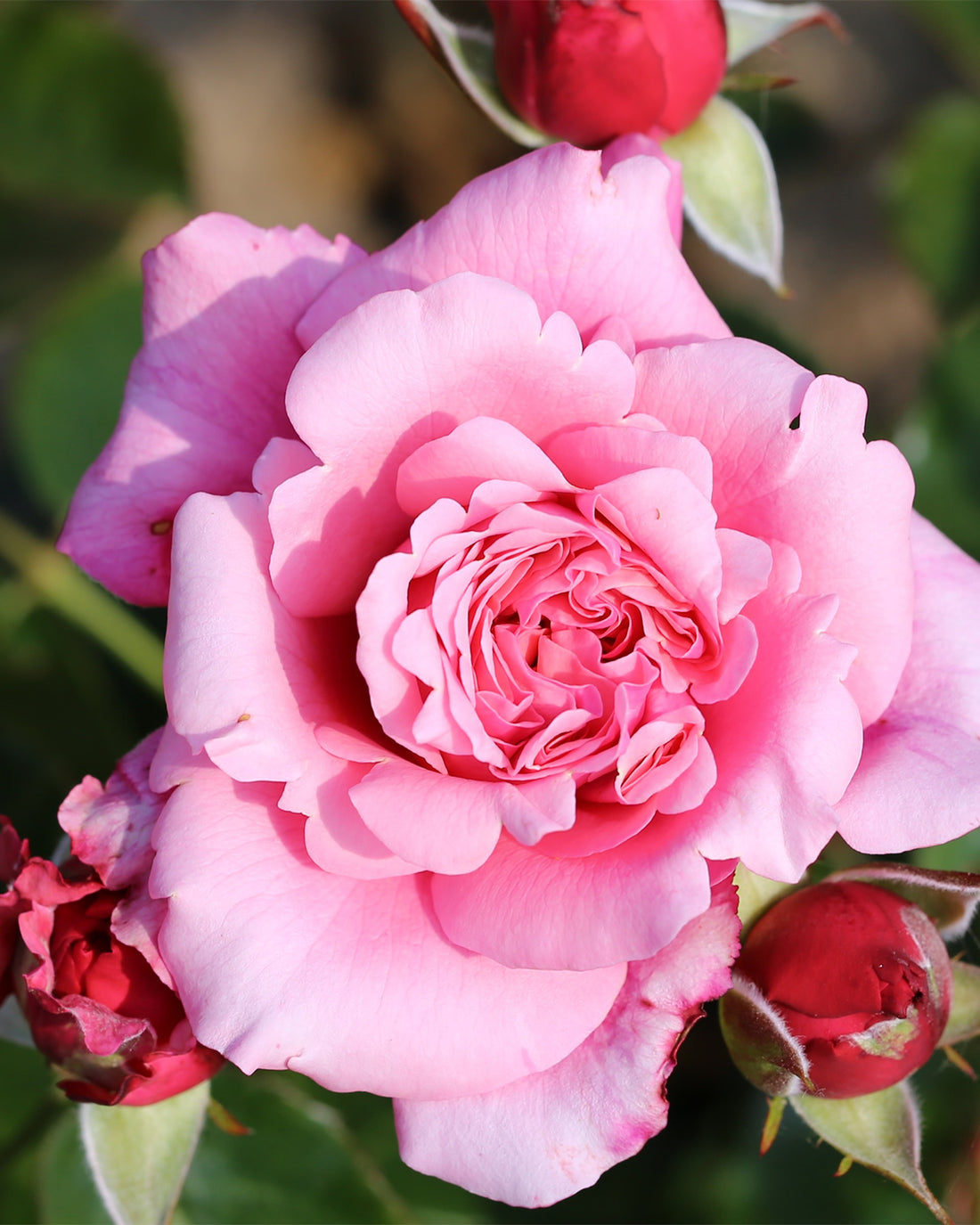 Rosa &