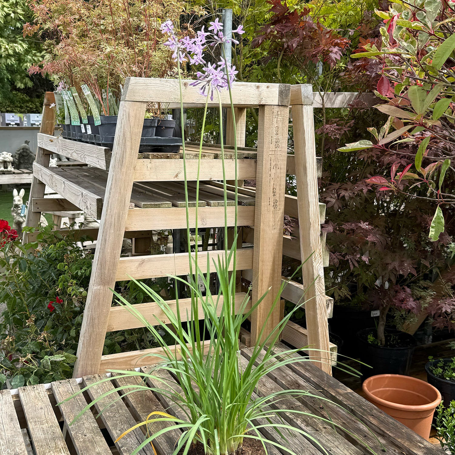 Tulbaghia violacea