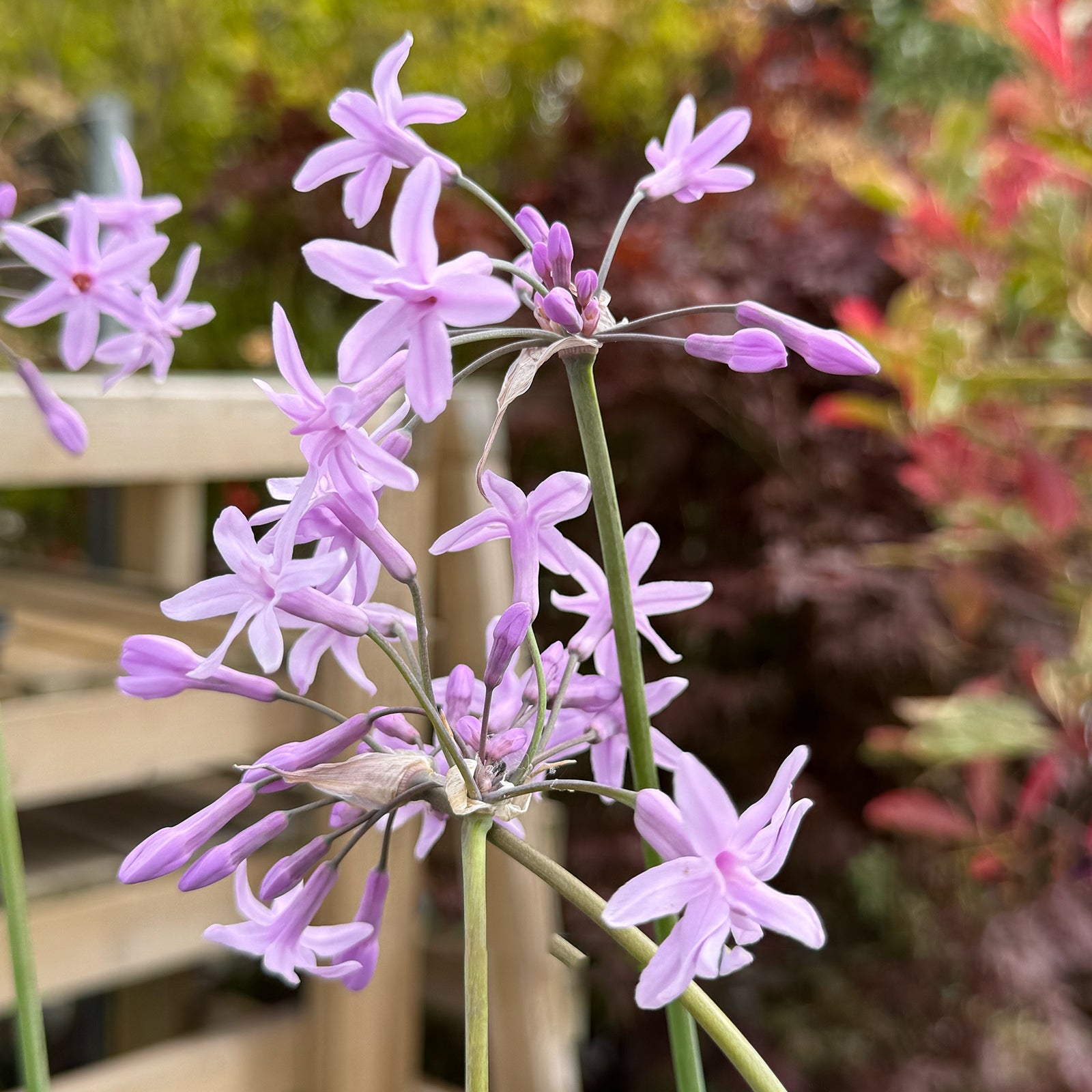 Tulbaghia violacea