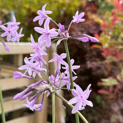 Tulbaghia violacea