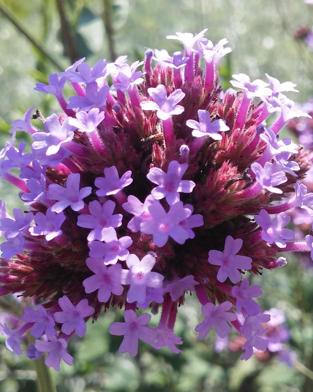 Verbena bonariensis &