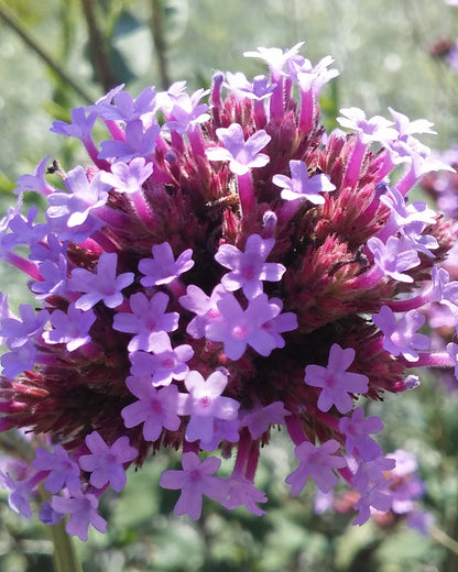 Verbena bonariensis &