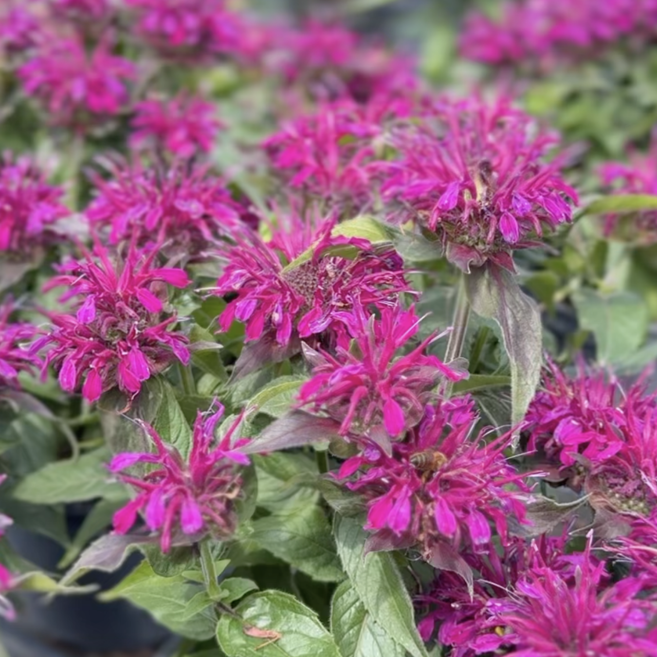 Monarda didyma &