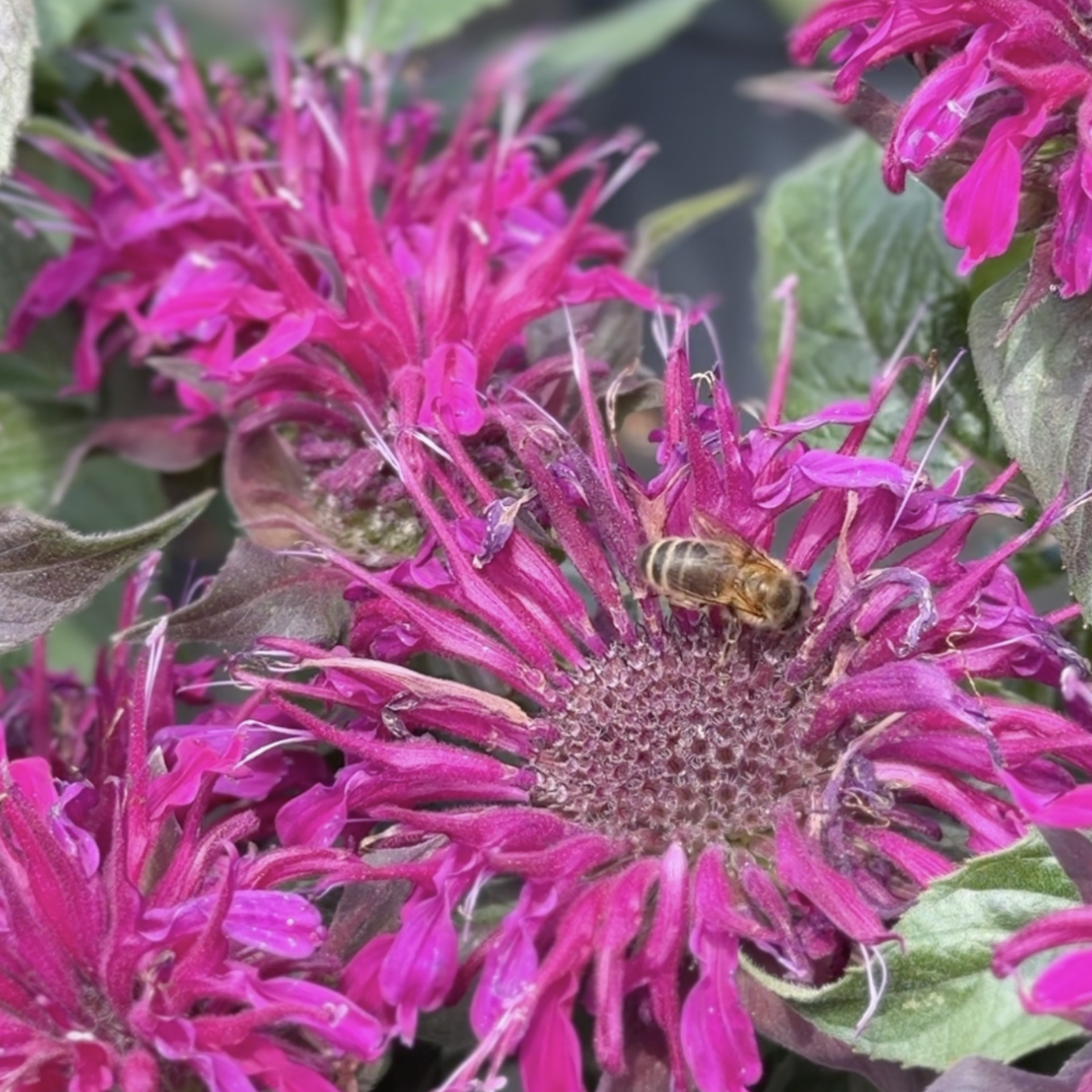 Monarda didyma &