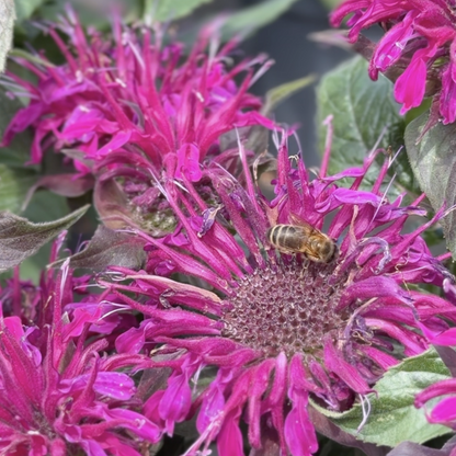 Monarda didyma &