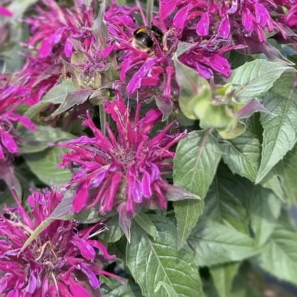 Monarda didyma &