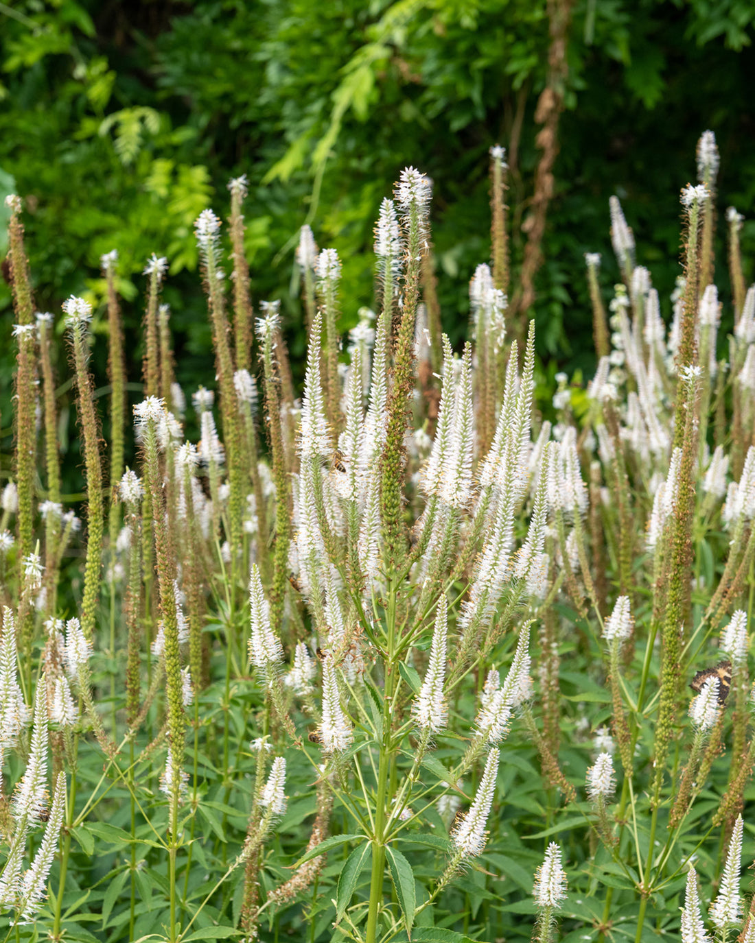 Veronicastrum virginicum &