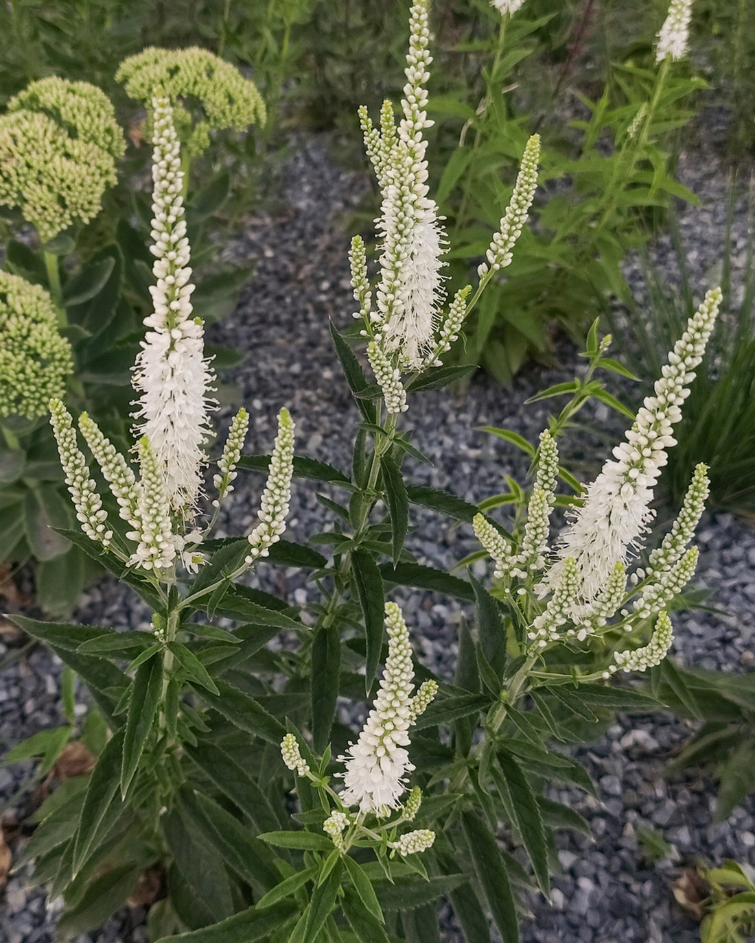 Veronicastrum virginicum &