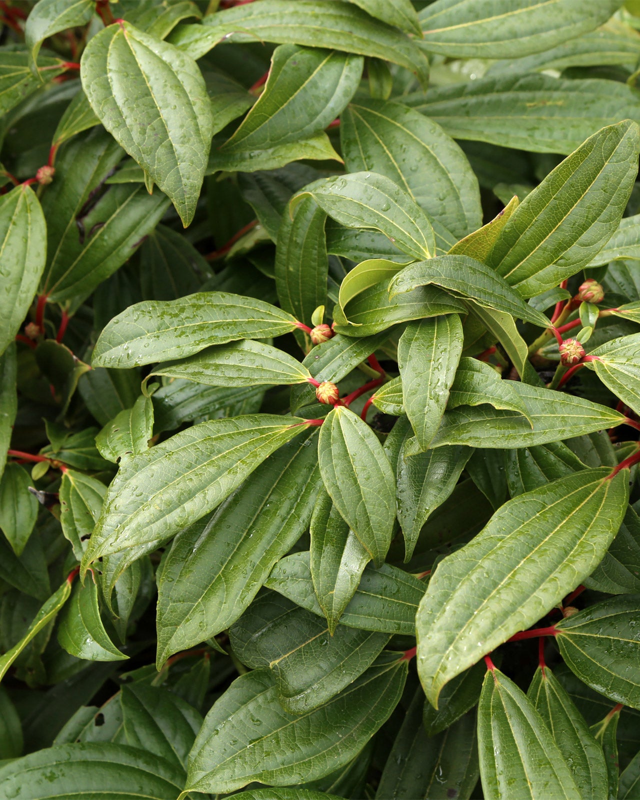Viburnum davidii