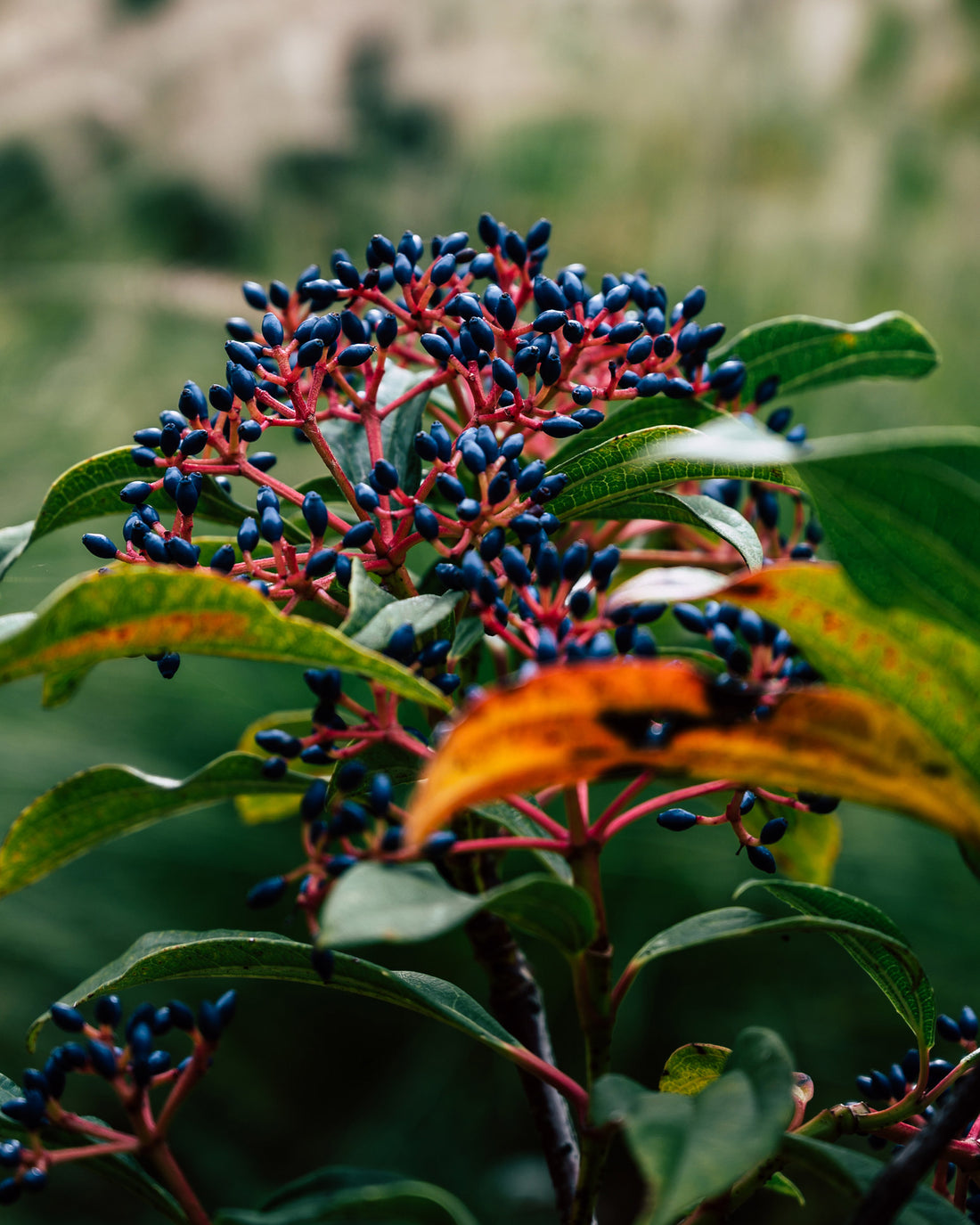 Viburnum davidii