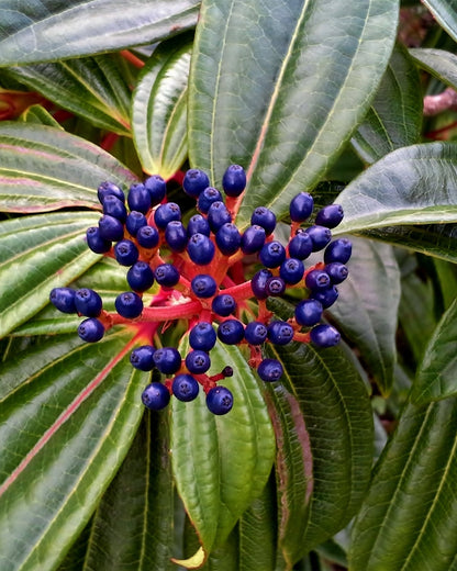 Viburnum davidii