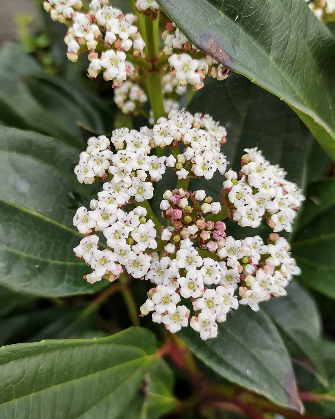 Viburnum davidii