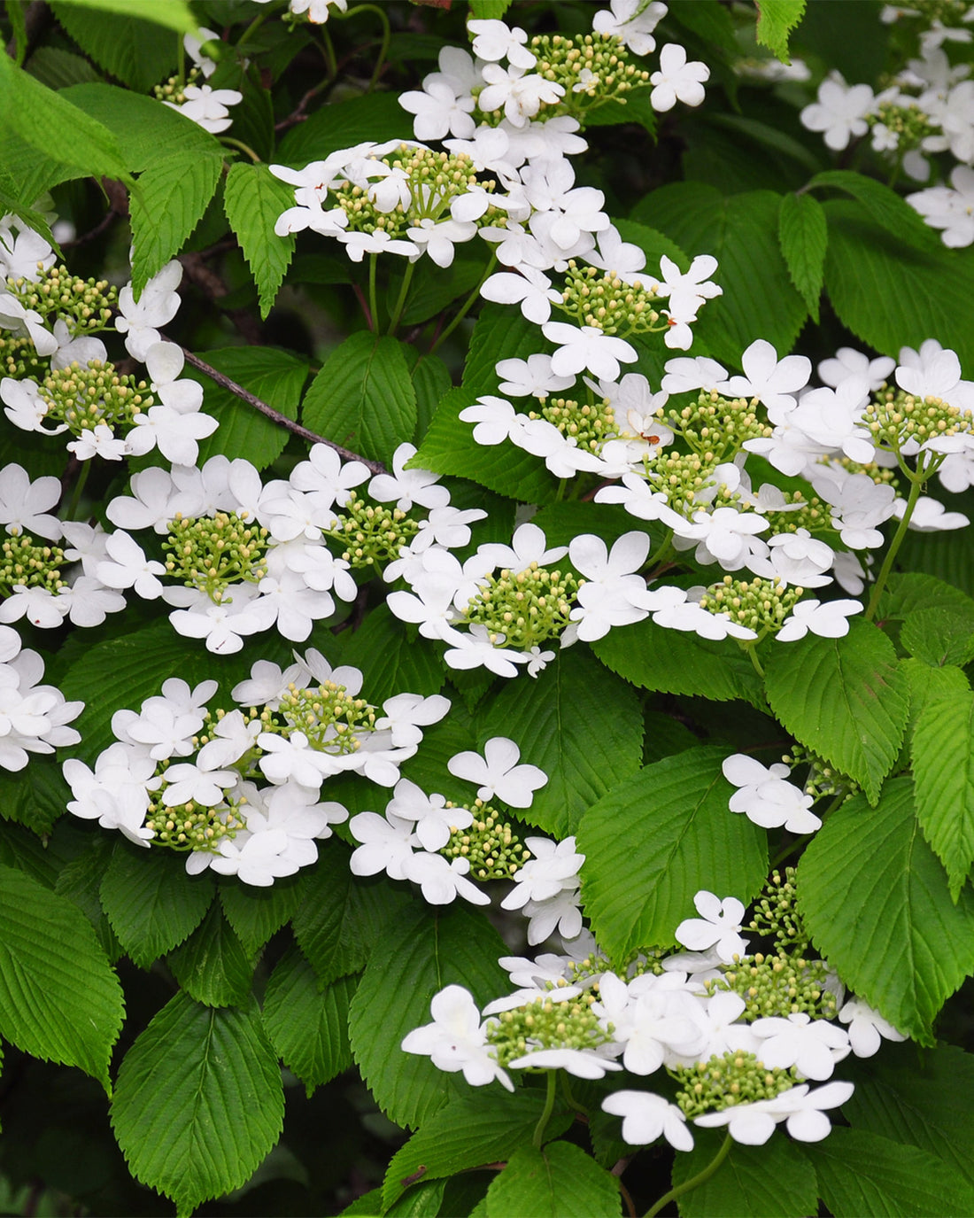 Viburnum plicatum f. tomentosum &