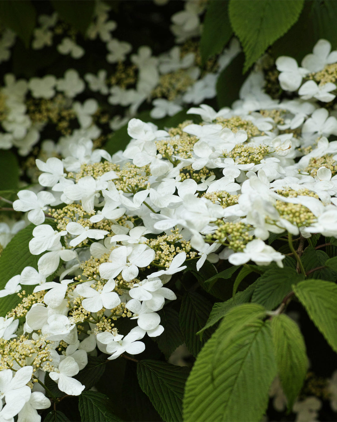Viburnum plicatum f. tomentosum &