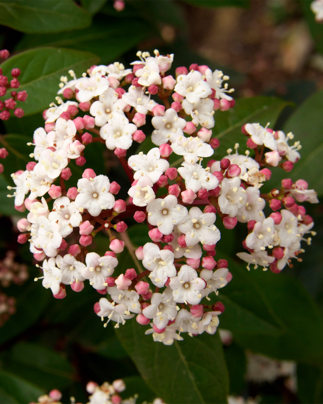 Viburnum tinus