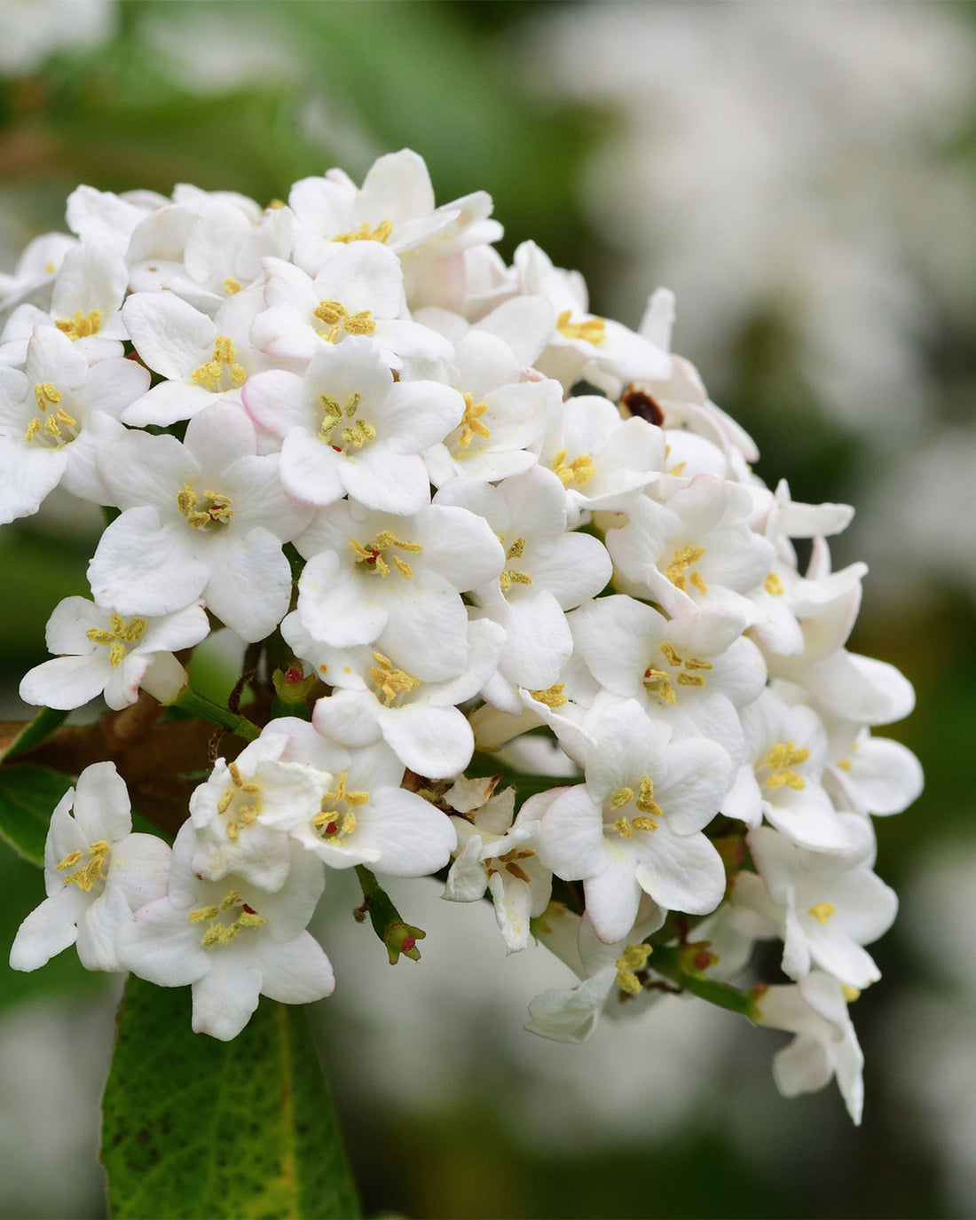 Viburnum tinus