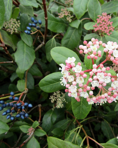 Viburnum tinus