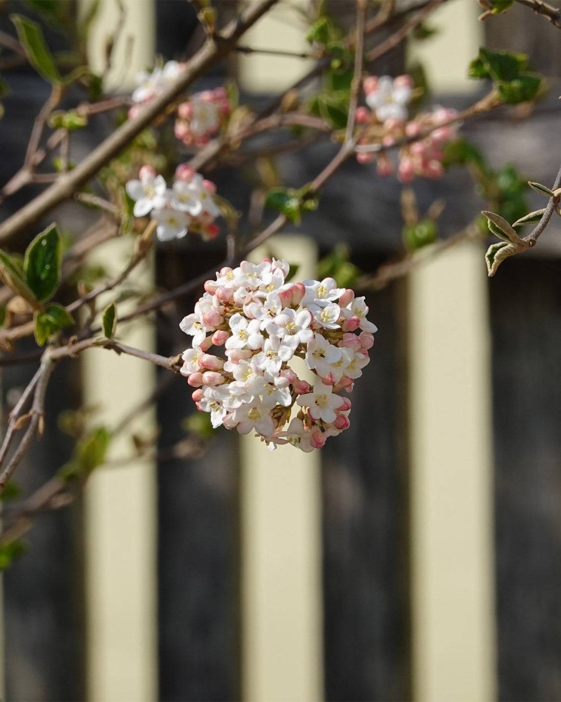 Viburnum × burkwoodii