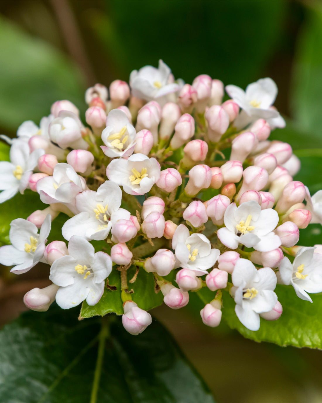 Viburnum × burkwoodii
