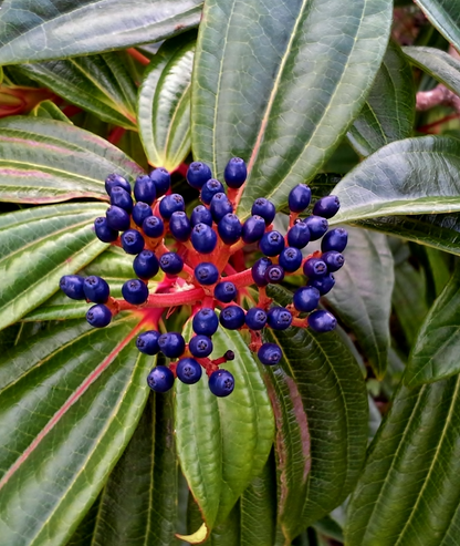 Viburnum davidii
