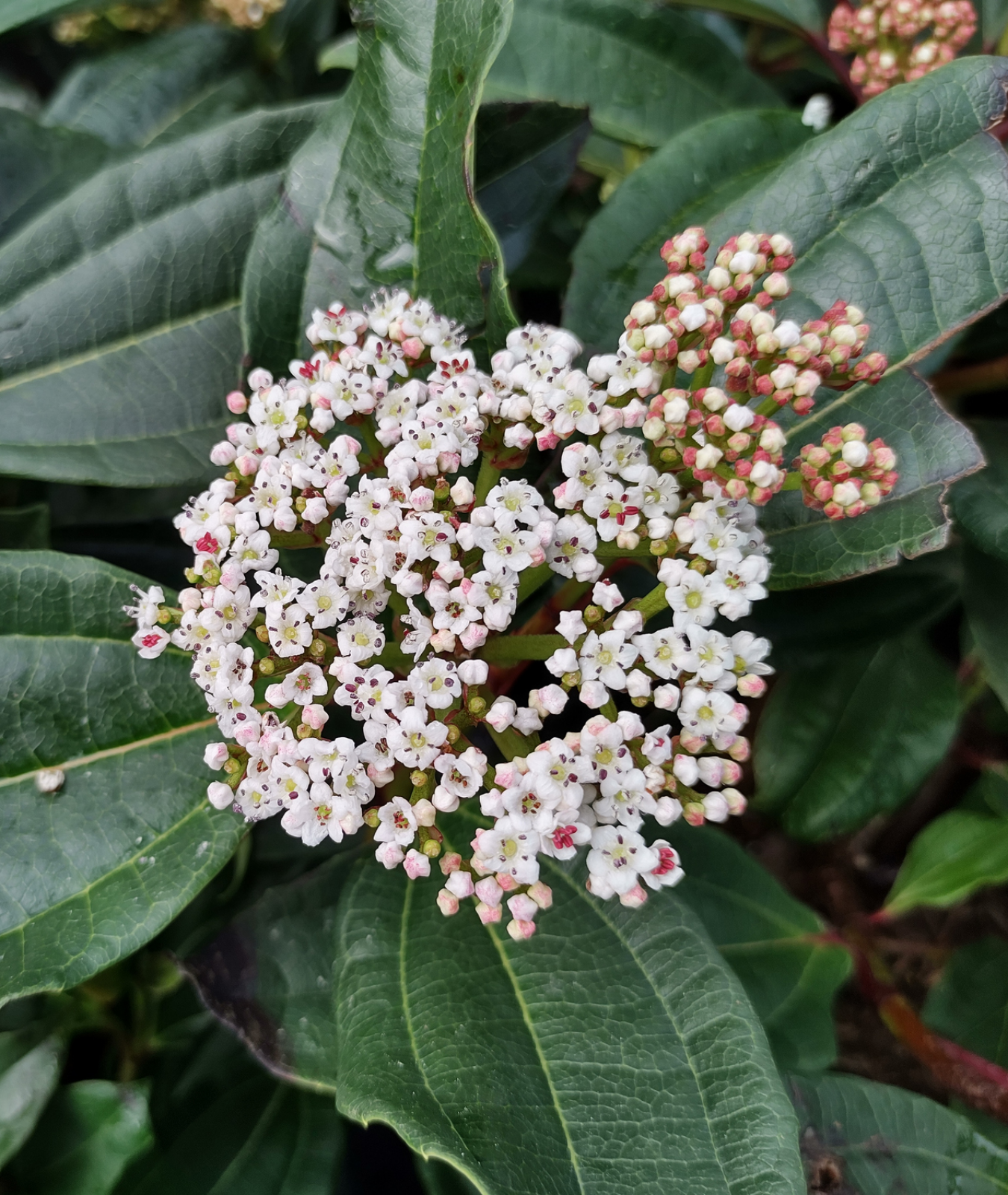 Viburnum davidii