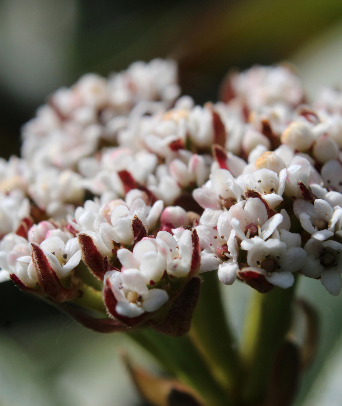 Viburnum davidii