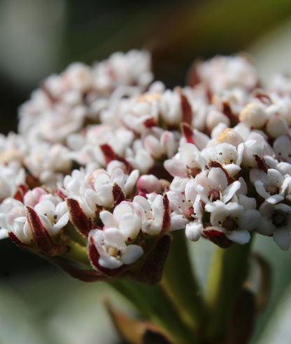 Viburnum davidii