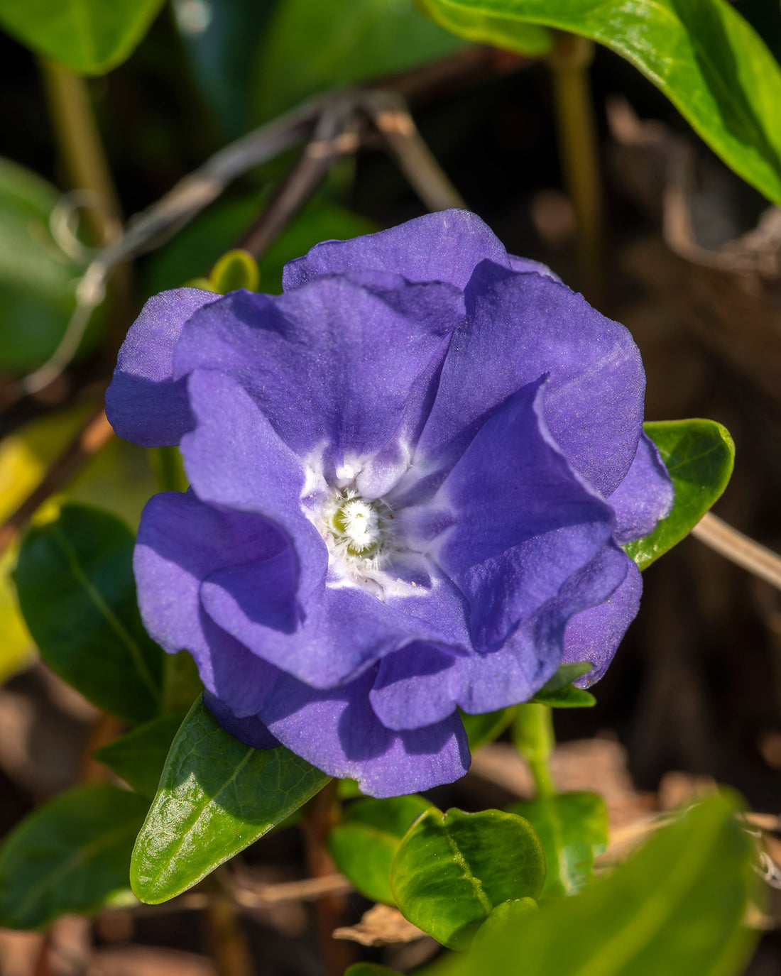 Vinca minor ‘Azurea Flore Pleno’