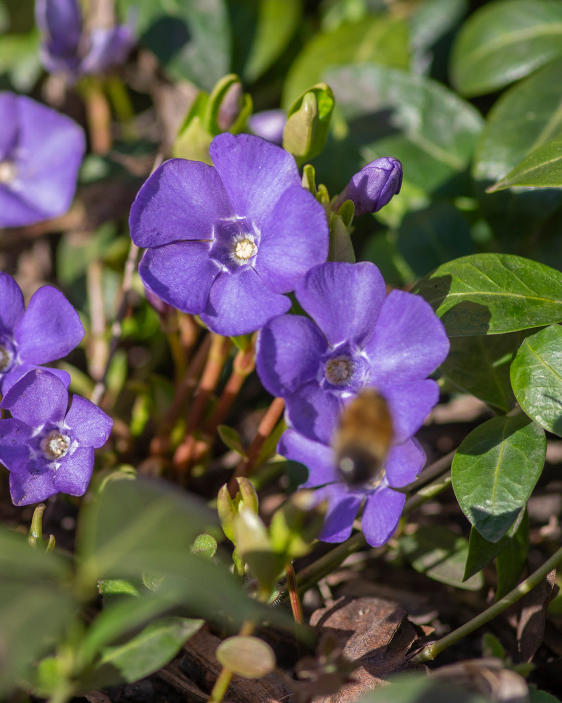 Vinca minor ‘Bowles’ Variety’