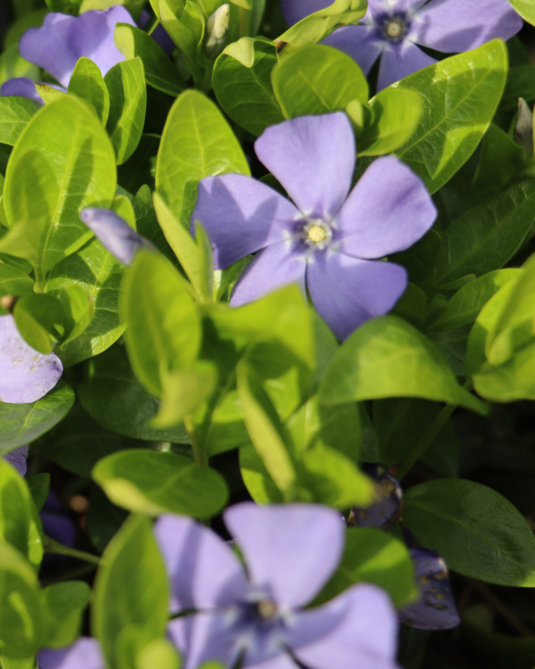 Vinca minor ‘Bowles’ Variety’