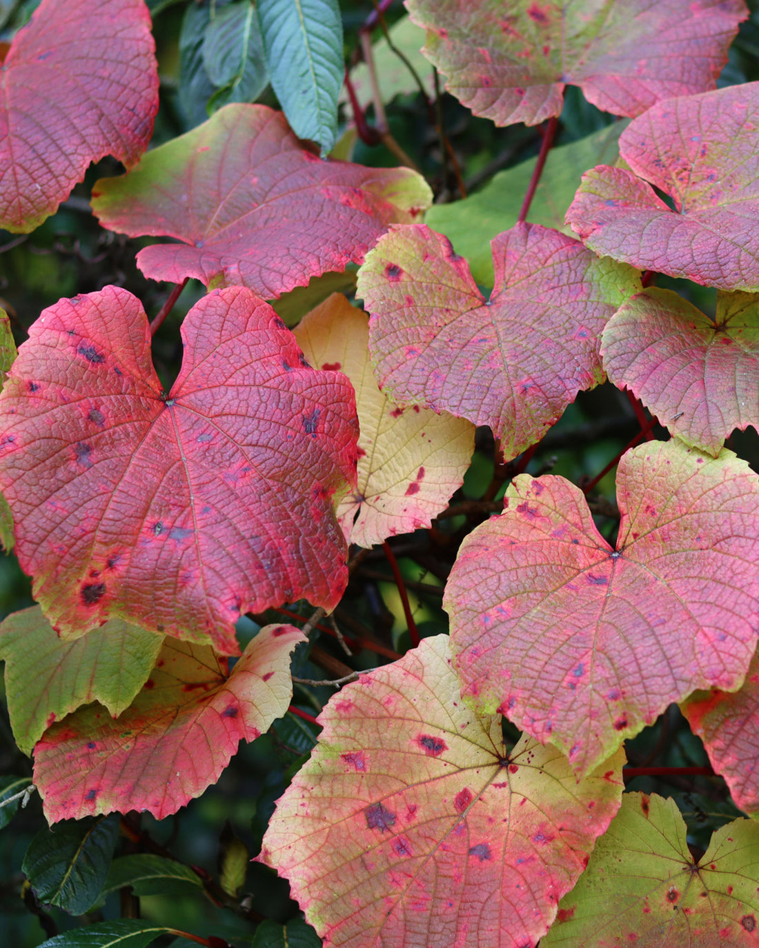 Vitis coignetiae
