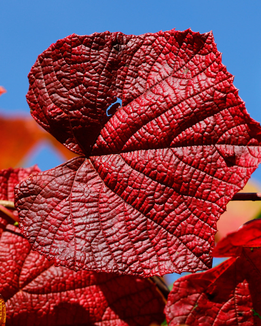 Vitis coignetiae
