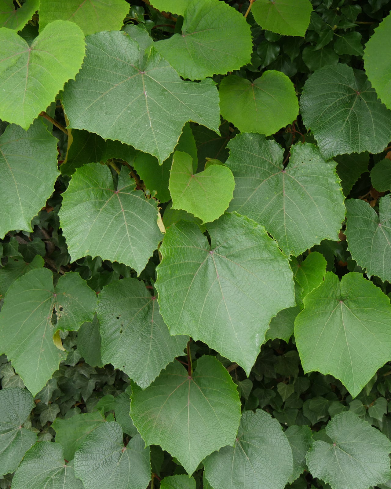 Vitis coignetiae