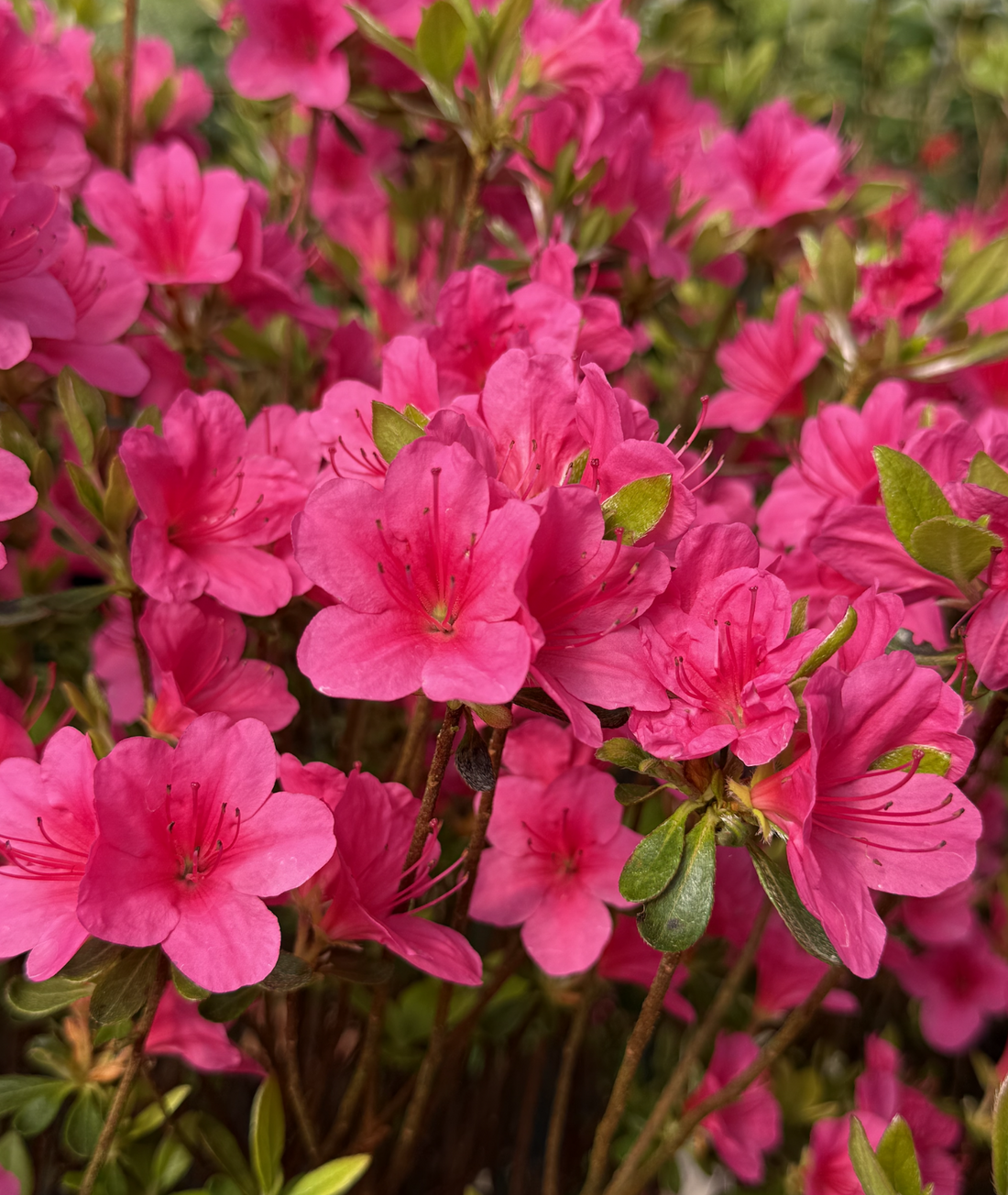 Rhododendron &
