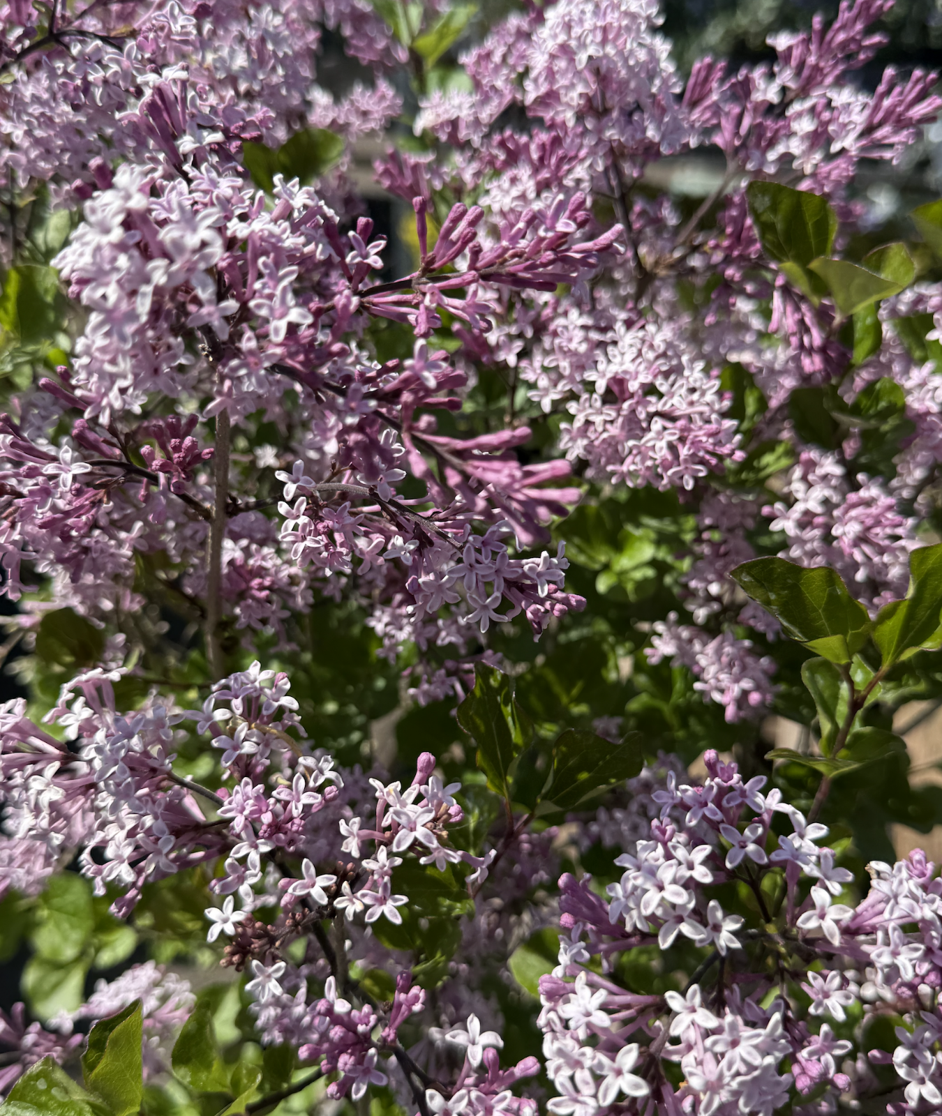 Syringa meyeri &