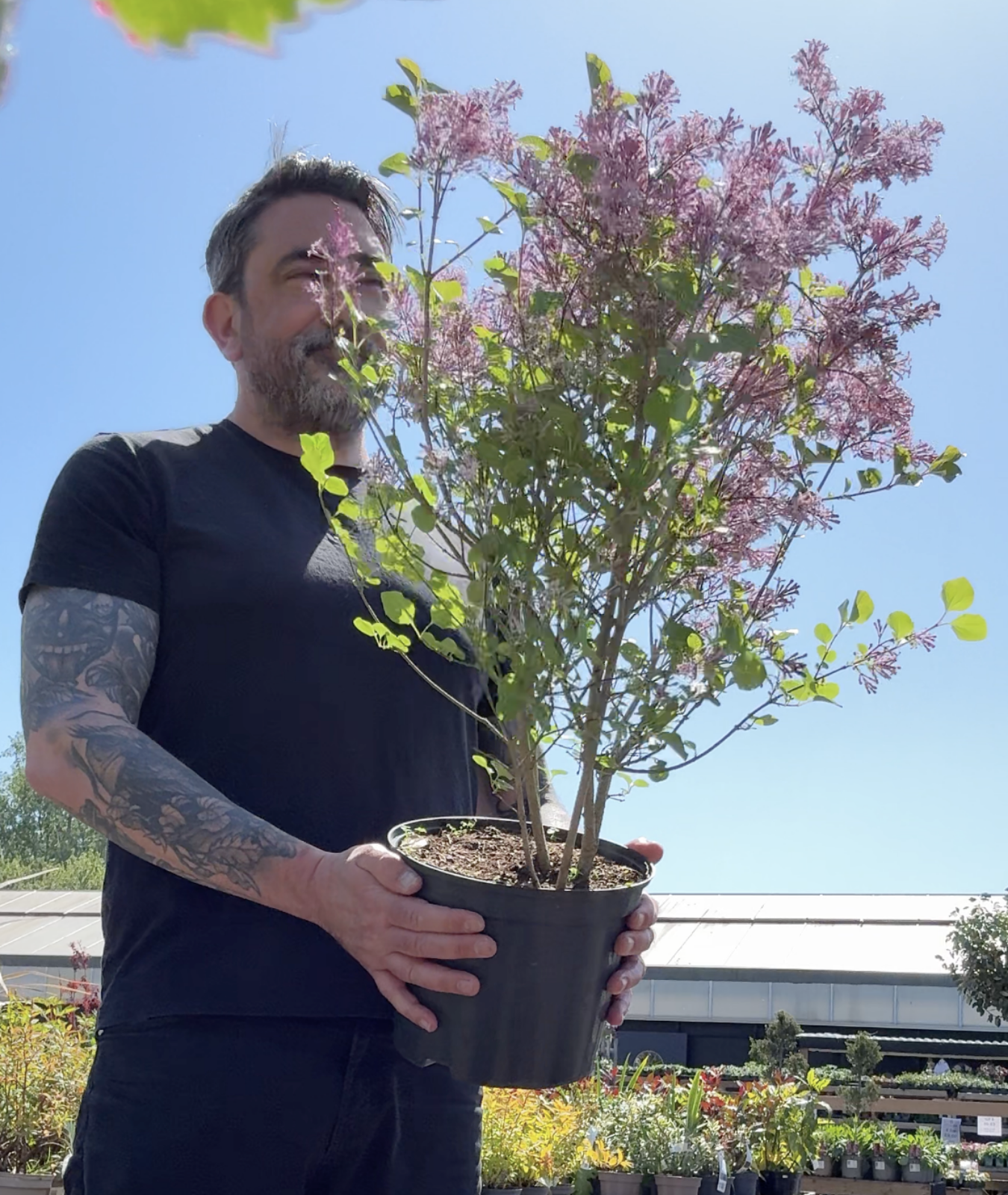 Syringa meyeri &