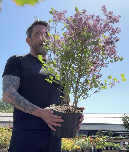 Syringa meyeri &