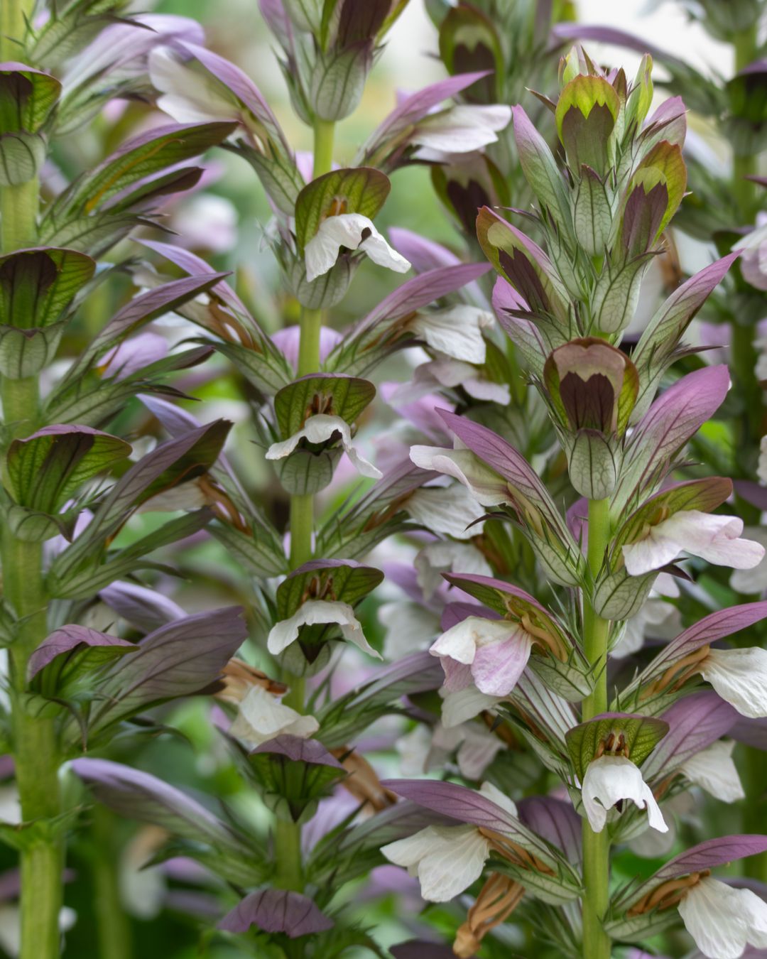 Acanthus mollis