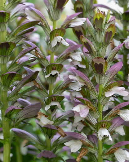 Acanthus mollis