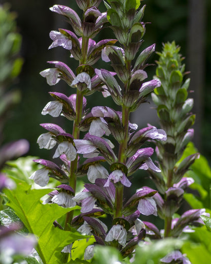 Acanthus mollis