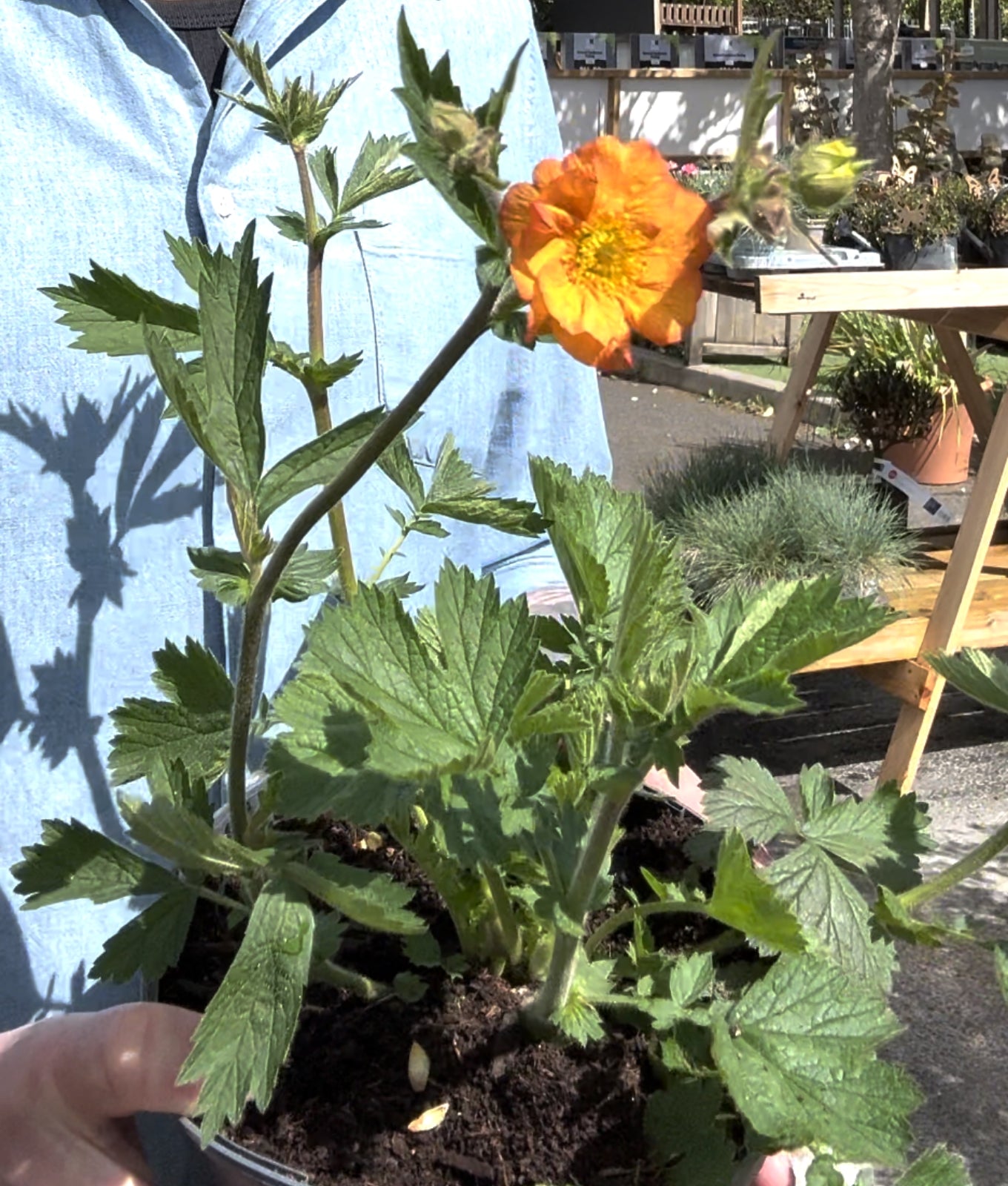 Geum Totally Tangerine perennial with long orange flowering season