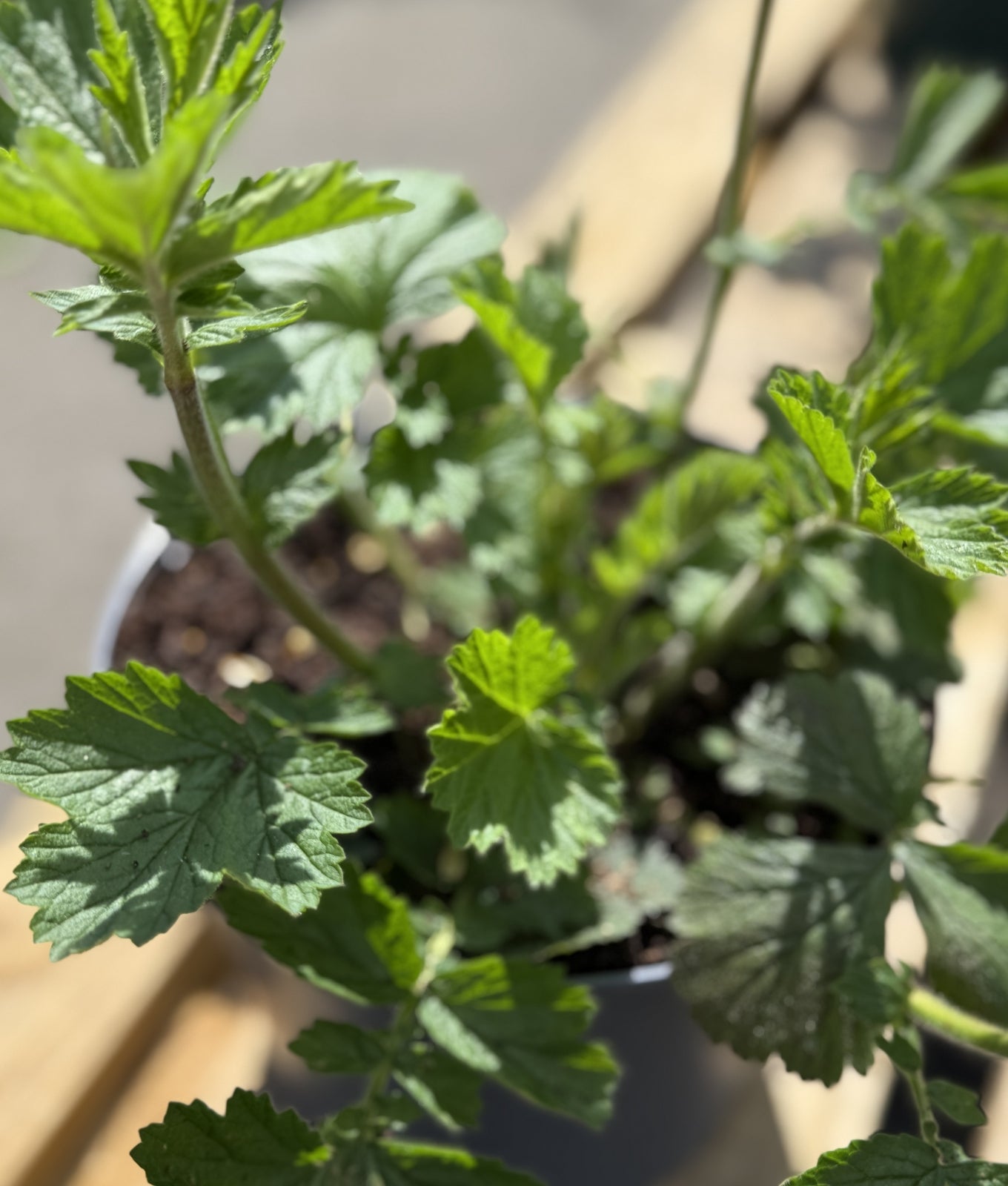Geum &