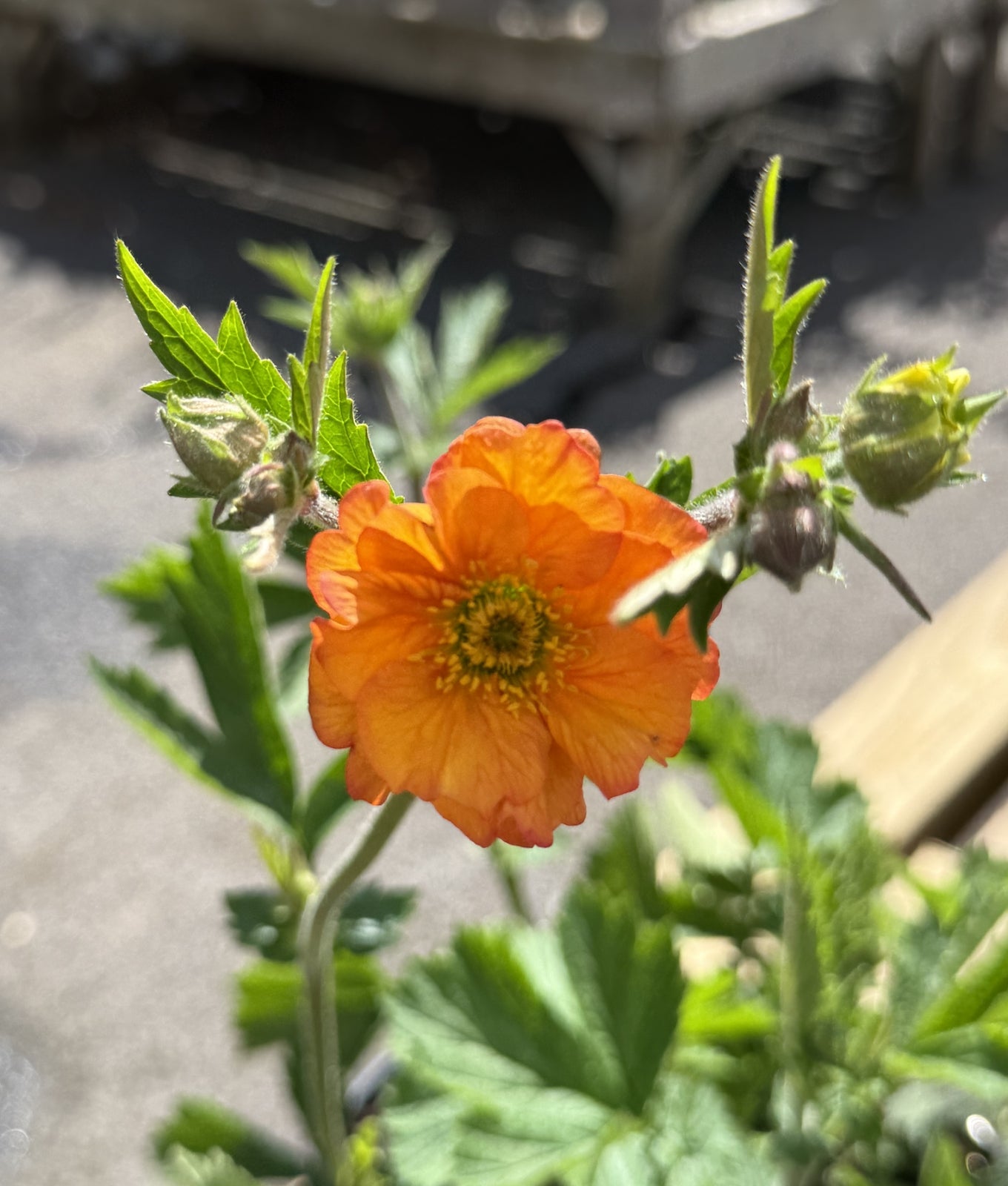 Geum &
