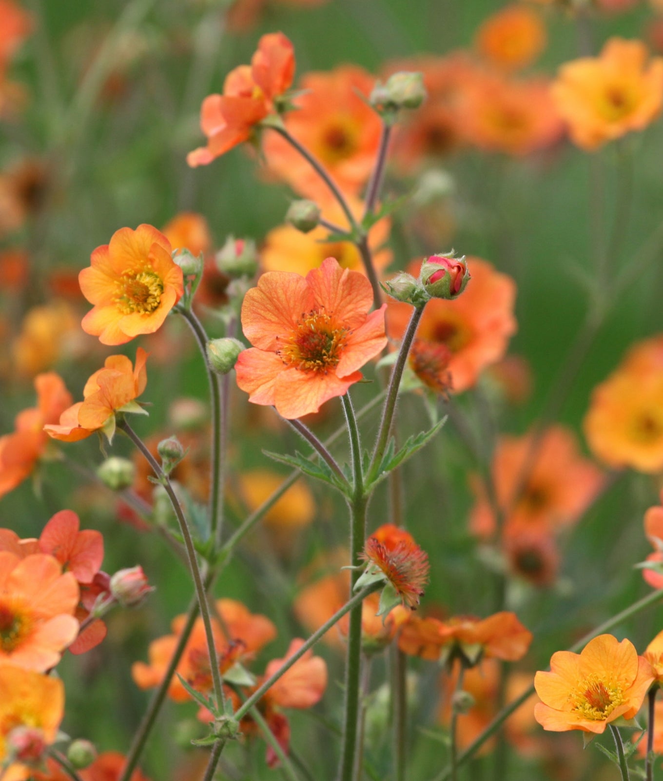 Geum &