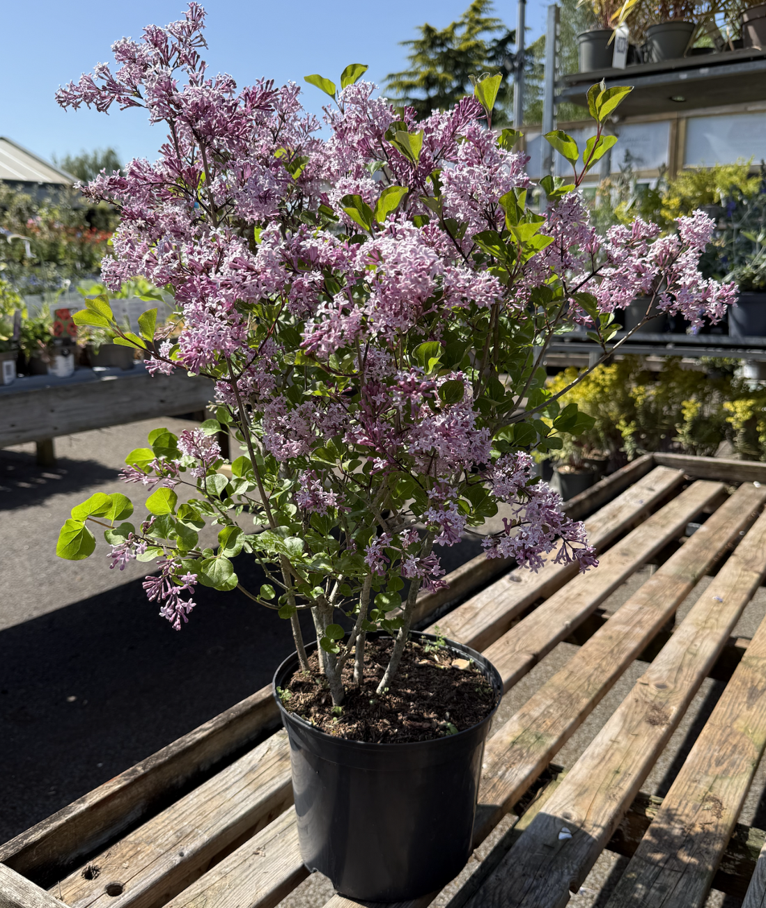 Syringa meyeri &