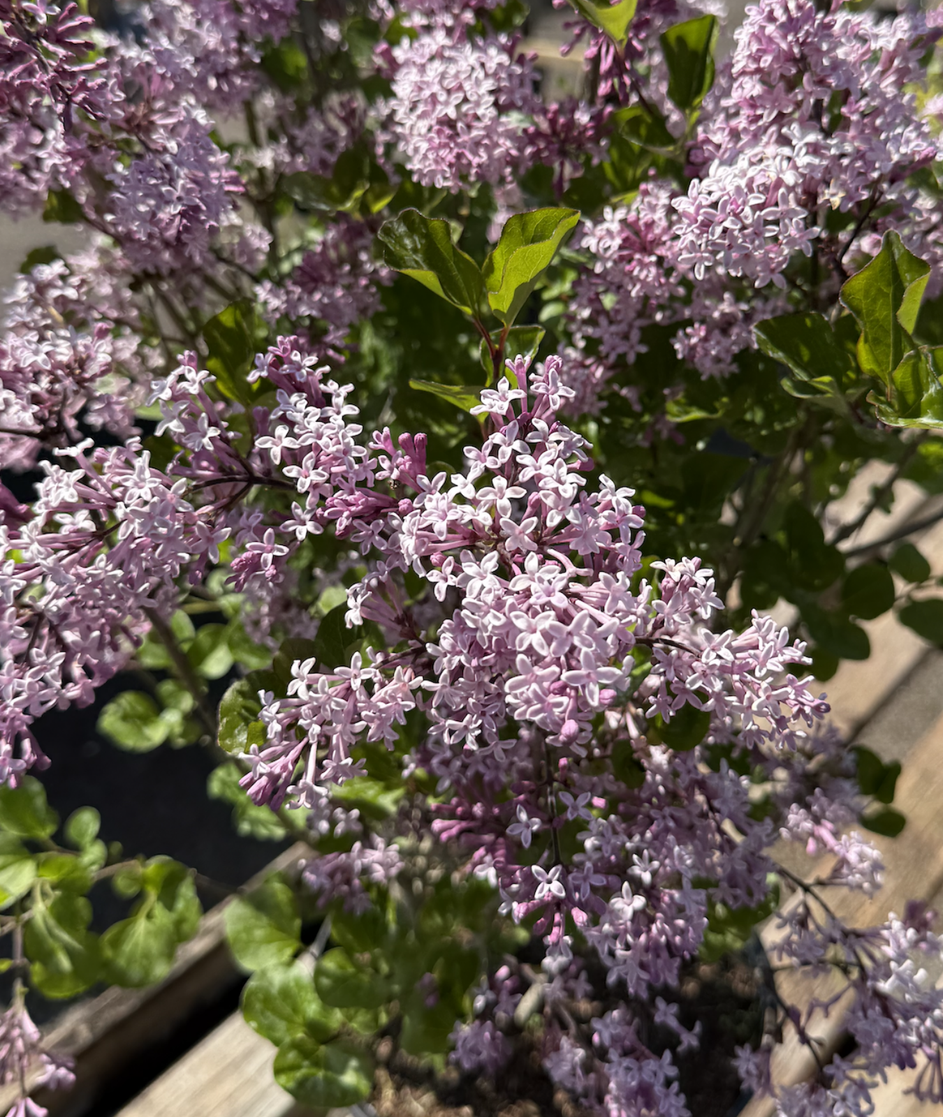 Syringa meyeri &