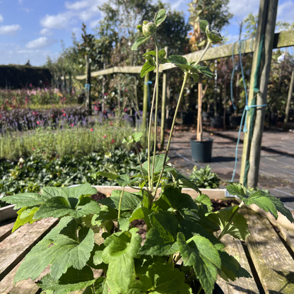 Anemone x hybrida &